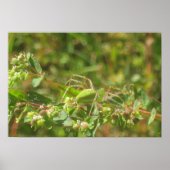 Green Lynx Spider Poster (Voorkant)
