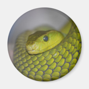 Green Mamba Magneet