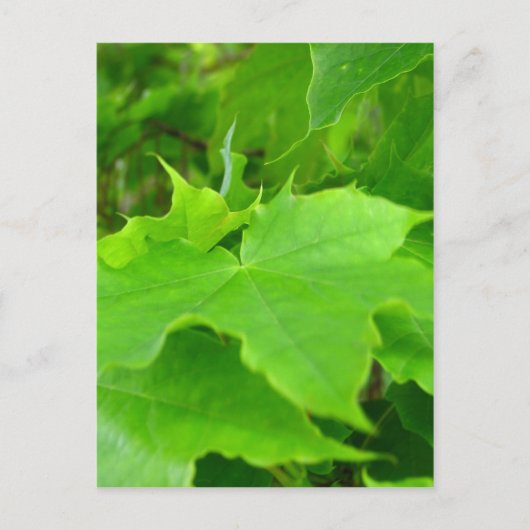 Green Maple Briefkaart (Voorkant)