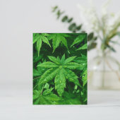GREEN Maple in lente Briefkaart (Staand voorkant)