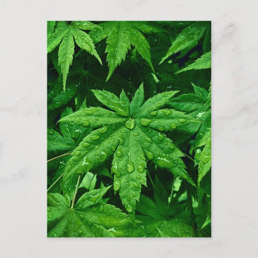 GREEN Maple in lente Briefkaart (Voorkant)