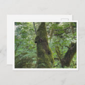 Green moss briefkaart (Voorkant / Achterkant)