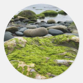 Green Moss Rocks Ronde Sticker
