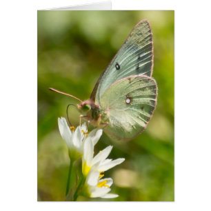 Green Moth on False Garlic Apparel en Gifts