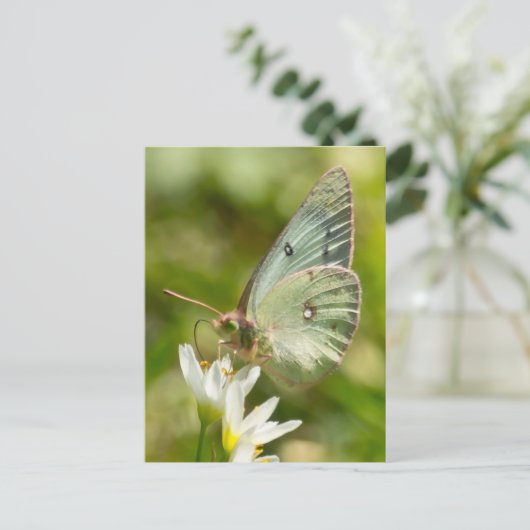 Green Moth on False Garlic Apparel en Gifts Briefkaart (Staand voorkant)