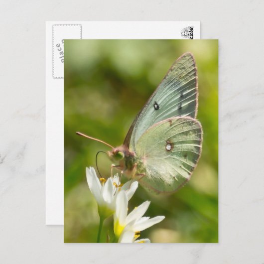 Green Moth on False Garlic Apparel en Gifts Briefkaart (Voorkant / Achterkant)