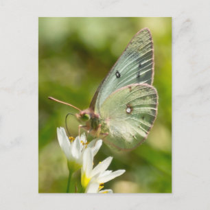Green Moth on False Garlic Apparel en Gifts Briefkaart