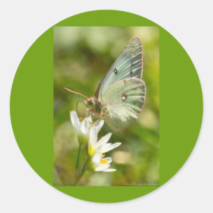 Green Moth on False Garlic Apparel en Gifts Ronde Sticker