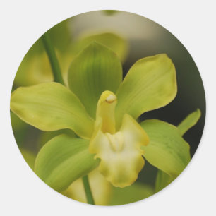 Green Orchid Ronde Sticker