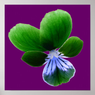 Green Pansy Print
