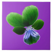 Green Pansy Tile Tegeltje (Voorkant)