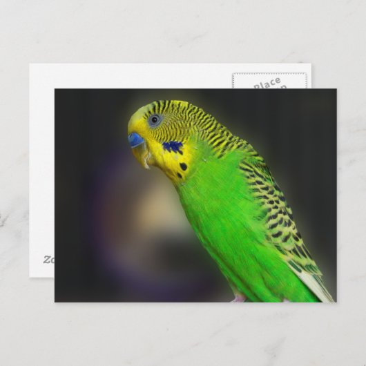 Green Paraket Briefkaarten (Voorkant / Achterkant)