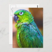 Green Parrot Briefkaart (Voorkant / Achterkant)
