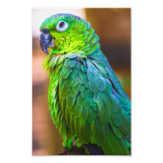 Green Parrot Foto Afdruk
