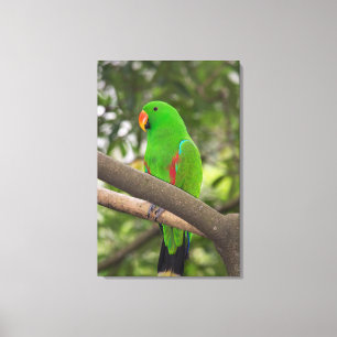 Green Parrot Portrait Canvas Afdruk
