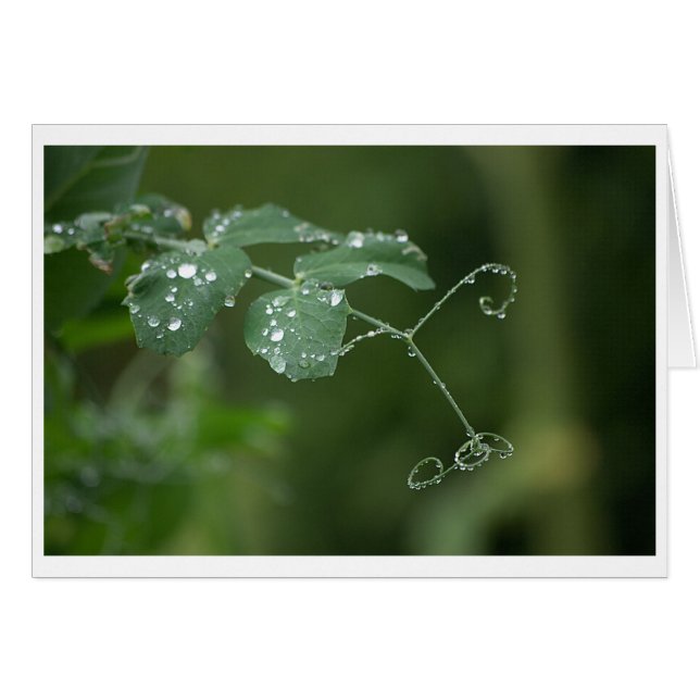 Green Pea's Tears Kaart (Voorkant Horizontaal)