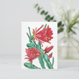 Green Red Blooming Cactus Briefkaart