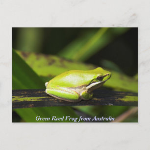 Green Reed Frog Briefkaart