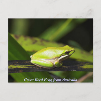 Green Reed Frog Briefkaart