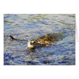 Green Sea Turtle, Hawaii, Carte