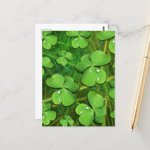 Green Shamrock St Patrick's iPhone 5 Hoesje-Mate Briefkaart