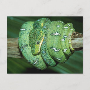 Green Snake Briefkaart