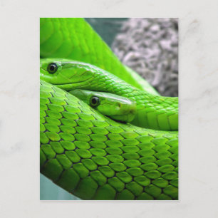 Green Snake Briefkaart