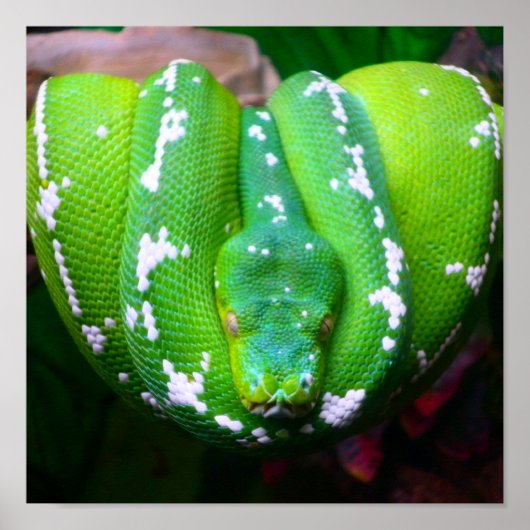 Green Snake Poster (Voorkant)