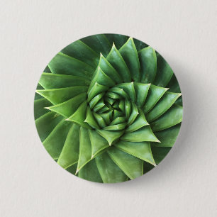 Green Spiral Aloe Polyphylla Button