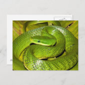 Green Struik Rat Snake Briefkaart (Voorkant / Achterkant)