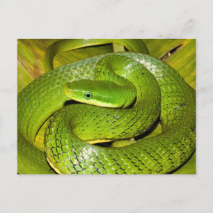Green Struik Rat Snake Briefkaart