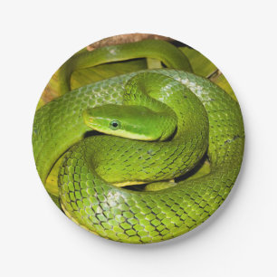Green Struik Rat Snake Papieren Bordje