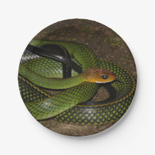 Green Struik Rat Snake Papieren Bordje