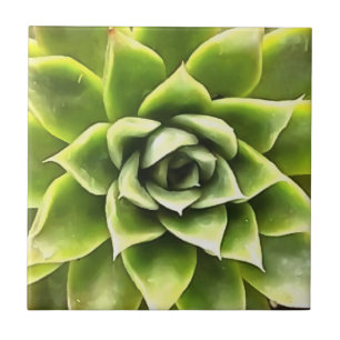 Green Succulent Close Cacti Art Tegeltje