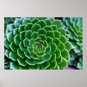 Green Succulent Natuur Fotografie Poster