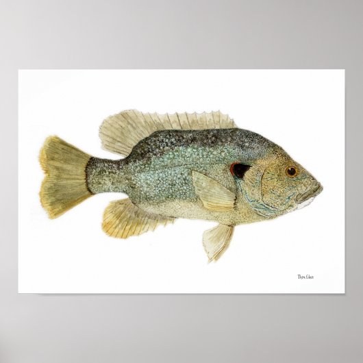 Green Sunfish Waterverf Studie Poster (Voorkant)