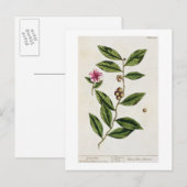 Green Tea, bord 351 uit 'A Curious Herbal', publ Briefkaart (Voorkant / Achterkant)
