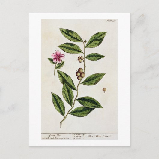 Green Tea, bord 351 uit 'A Curious Herbal', publ Briefkaart (Voorkant)