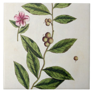 Green Tea, bord 351 uit 'A Curious Herbal', publ Tegeltje