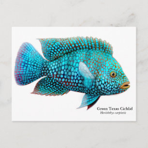 Green Texas Cichlid Briefkaart