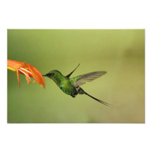 Green Thorntail Hummingbird, Cordillera Foto Afdruk