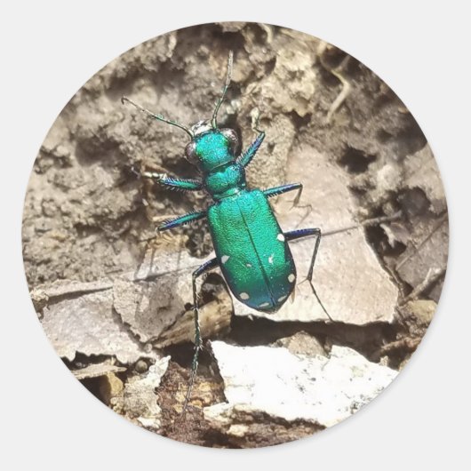 Green Tiger Beetle Ronde Sticker (Voorkant)