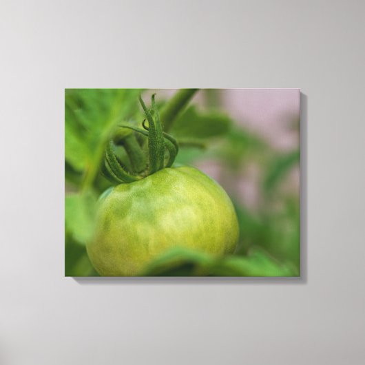 Green Tomato Canvas Afdruk (Voorkant)