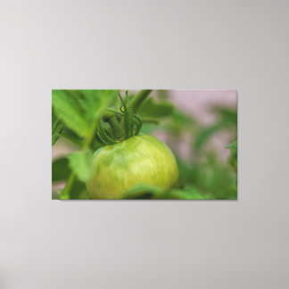 Green Tomato Canvas Afdruk