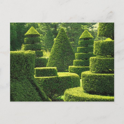 Green Topiary - Carte postale (Devant)