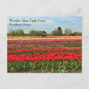 Green Tractor in Tulip Field, Oregon Briefkaart