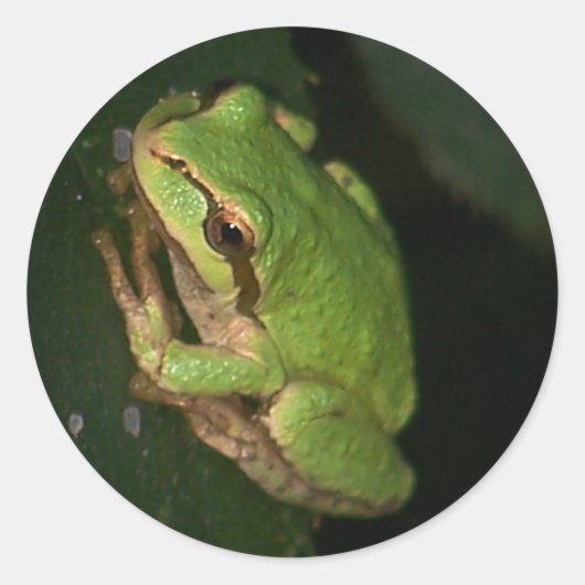 Green Tree Frog Sticker (Voorkant)