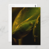 green tree python eye briefkaart (Voorkant / Achterkant)