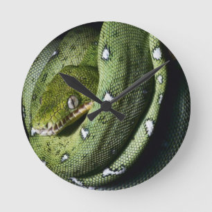 Green tree snake emerald boa in Bolivia Ronde Klok