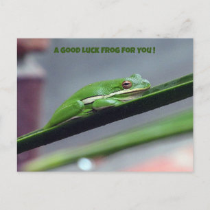 Green Treefrog Good Luck Briefkaart
